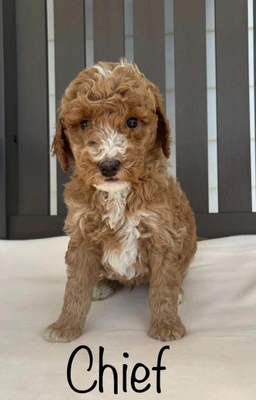 Curly-haired puppy named Chief sitting attentively indoors.