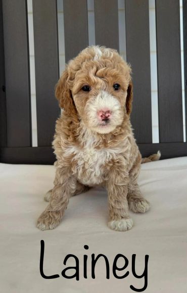 Curly beige and white puppy sitting with name Lainey below.