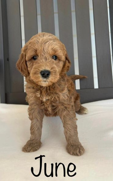 Adorable brown puppy standing on a white surface with the name June.