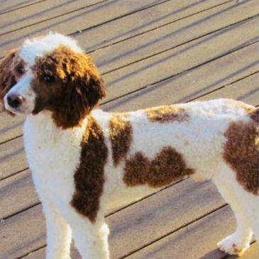 Brown and white dog standing on wooden deck.
