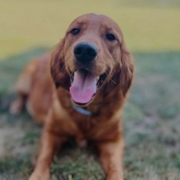 Happy golden retriever lying on grass with its tongue out.