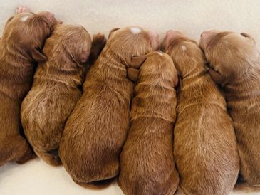 A row of six newborn puppies cuddled together, sleeping peacefully.