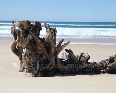 Large driftwood lying on a sandy beach with ocean waves in the background.