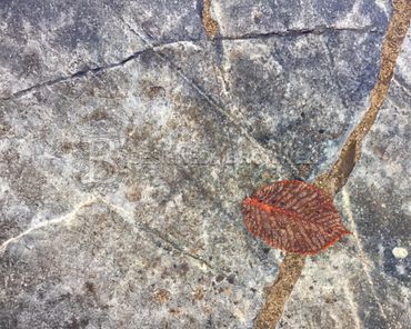 A single red leaf on a cracked stone surface with faint engravings.