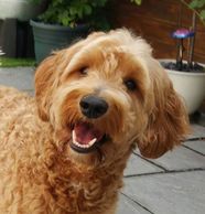 Directory of Breeders | Health Tested Goldendoodle Puppies UK