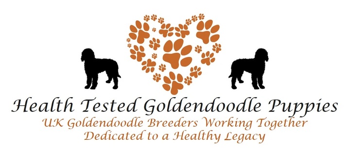 Health Tested Goldendoodle Puppies UK