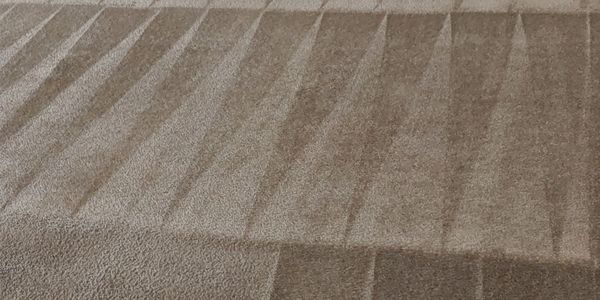 Carpet cleaned with very nice lines