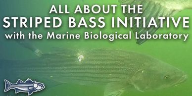 Striped Bass Initiative with Marine Biological Laboratory.