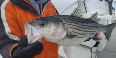 Person holding a large striped bass fish.