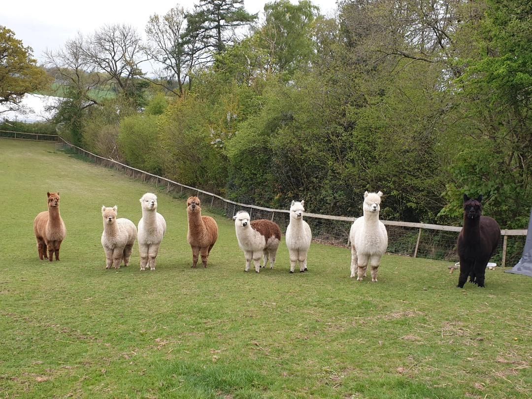 Knightley Alpaca Trekking