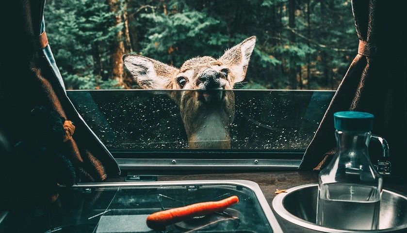 12 Acre Woods RV Park, LLC photo 2