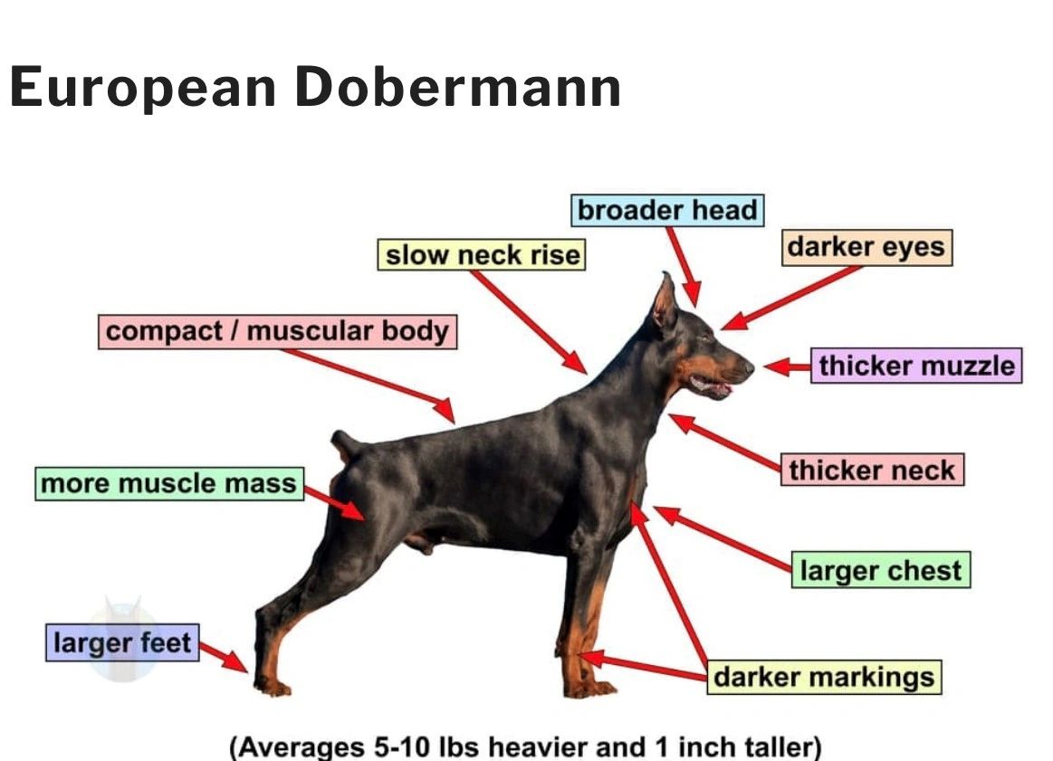 Are Dobermen Velcro Dogs