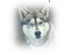 HuskiesRus.com