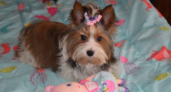 Miley is a beautiful sable parti yorkie.
