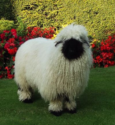 Valais Blacknose Ram