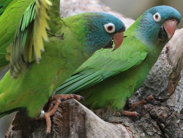Two green parrots perched on a tree branch.