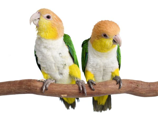 Two colorful birds on a branch.