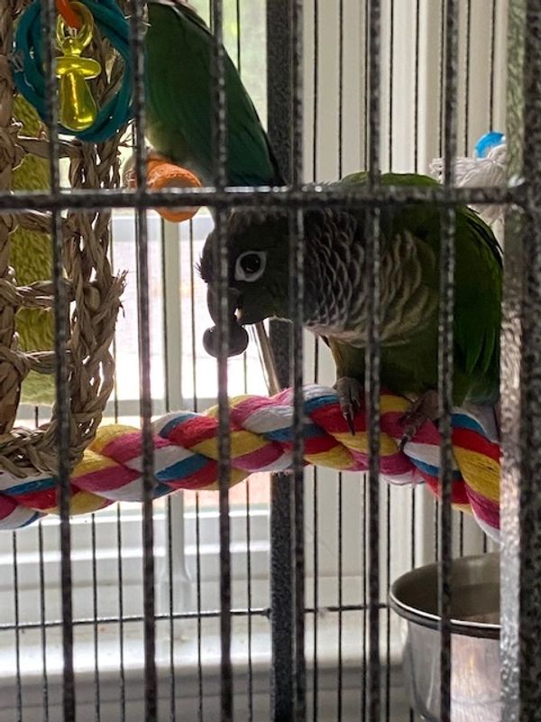 A green parrot perched on a colorful rope inside a cage.