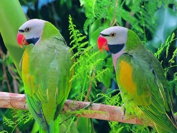 Two vibrant green parrots perched on a branch.