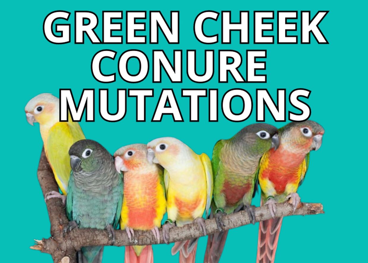 Various green cheek conure mutations on a branch.