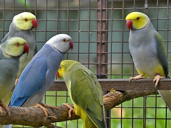 Colorful parrots perched on branches in a cage.