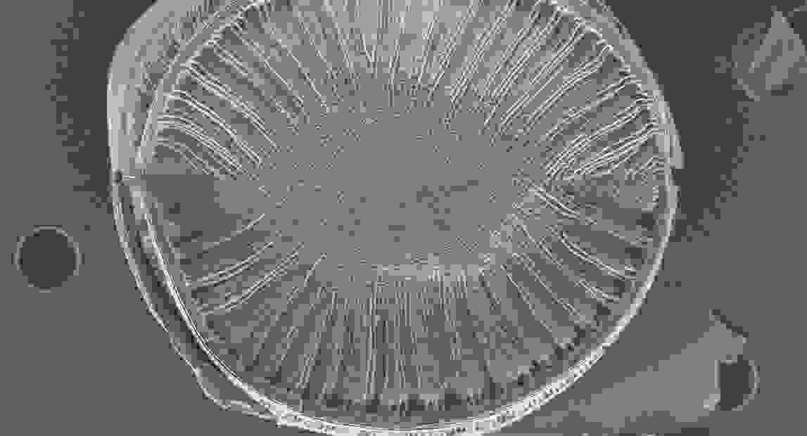 A SEM of a new species of Surirella found in Cape Horn lake sediments
photo credit: Bart van de Vijv