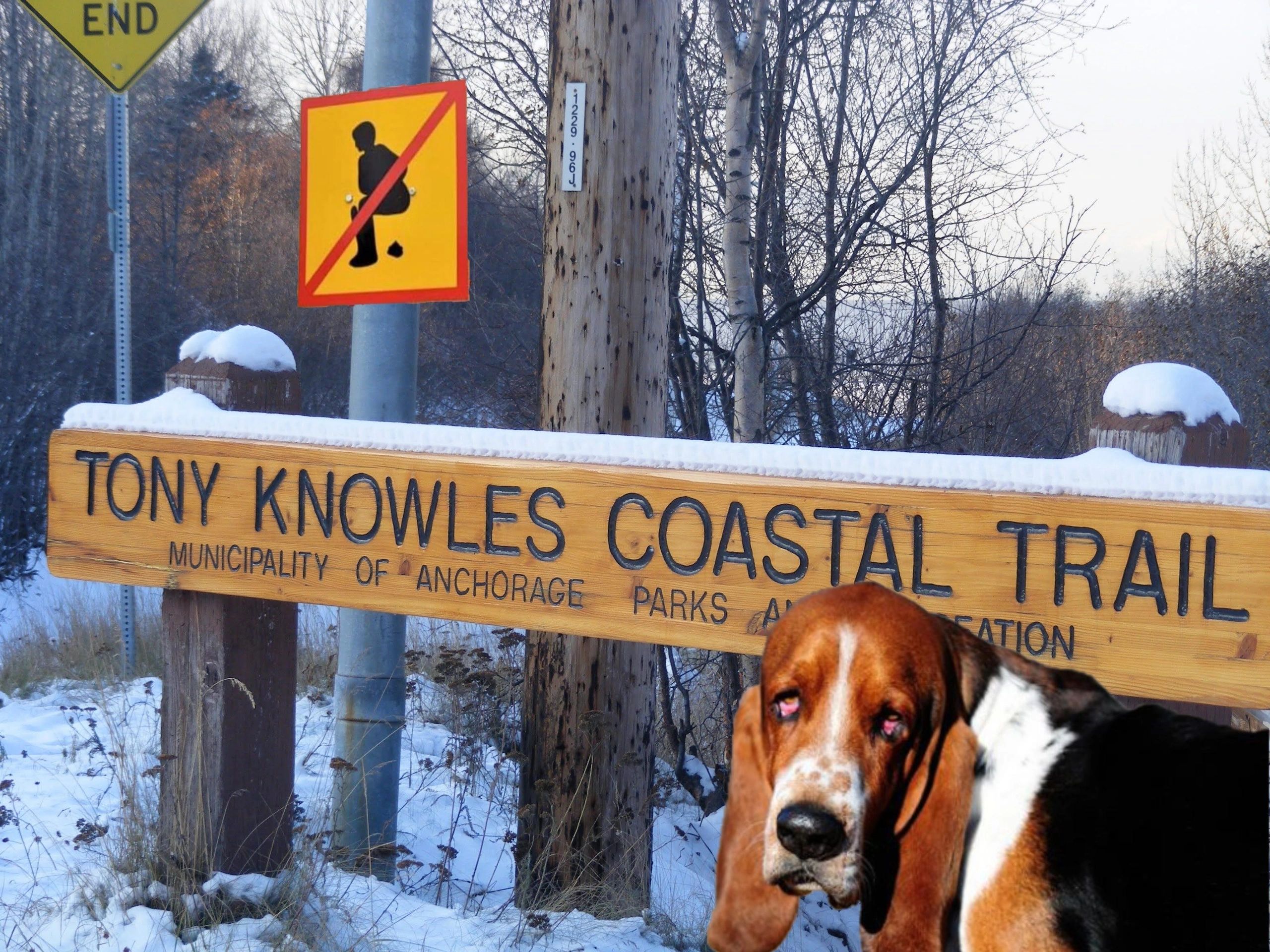 Anchorage Dog Ticketed for Allowing Human to Poop on the Sidewalk