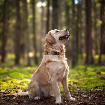 Golden retriever sitting attentively in a forest.