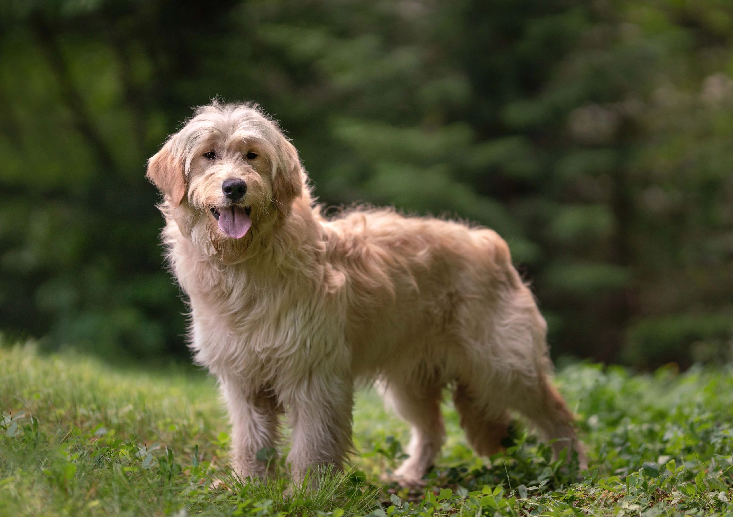 Clearance f1b reverse goldendoodle Deals Updates of my F1b reverse standard Goldendoodles They are 75 Golden Retriever 25 Poodle. Sweet babies https www.bearcreekkennels2014 browncountyindiana f1breversegoldendoodle christmaspuppylove ch...