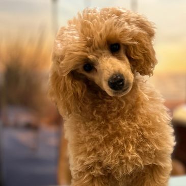 Curious apricot poodle tilting its head with soft curly fur.