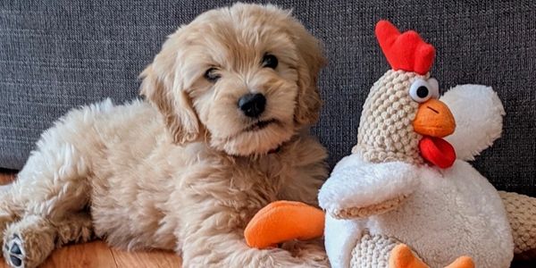 Fluffy puppy with a stuffed chicken toy.