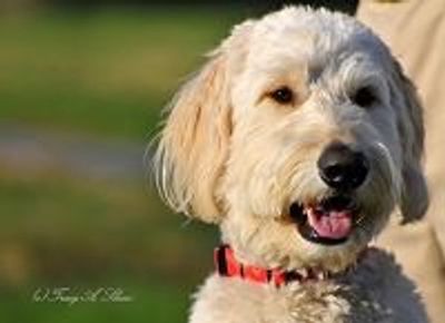 Goldendoodle puppies for sale