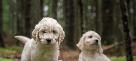 Goldendoodle Training – Puppy Training advice (from a trainer) - Your  Modern Dad