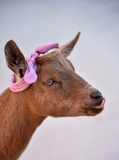 Willow, doe goat. chocolate with blue eyes