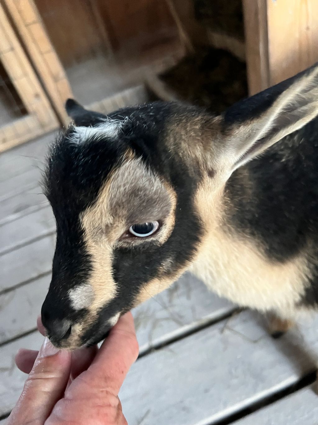 Blue eyes, heavily moon spotted, registered, disbudded, gorgeous buckling.  Weaned and ready to go.