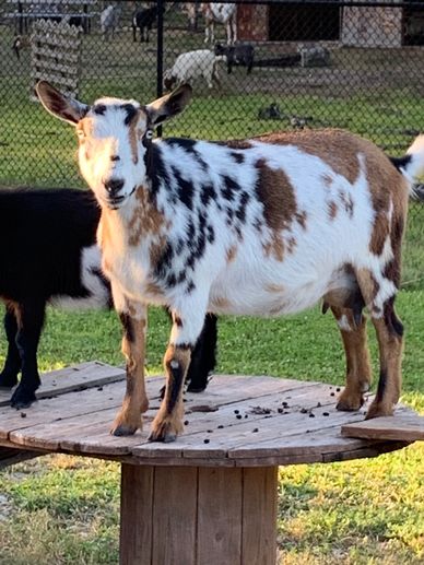 Valentine, doe goat, buckskin and blue eyes