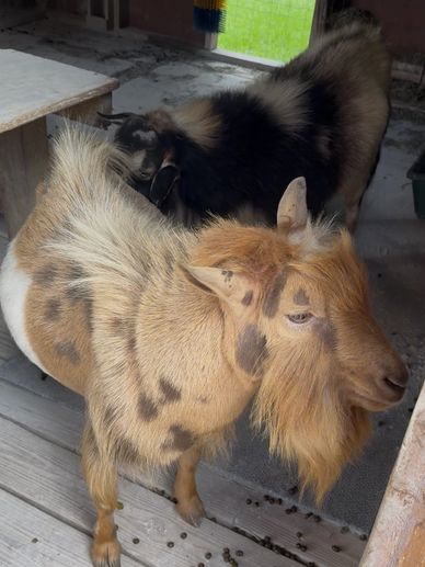 John, goat, herd sire