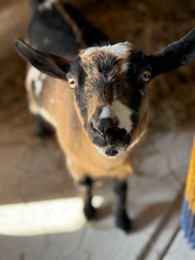 Charlotte, doe cou clair goat