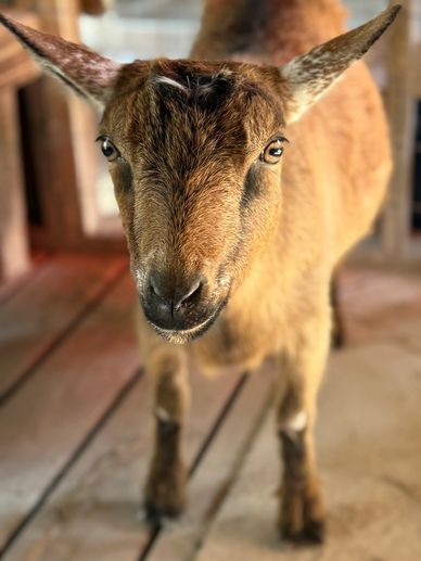 Cassidy, doe goat, chamoise