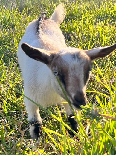 Maybelline, doe goat, carmel with blue eyes