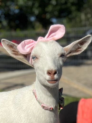 Mellie, doe goat, gold