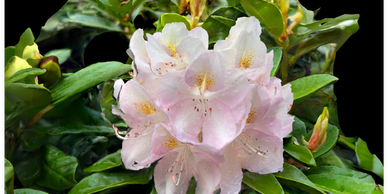 Attribution:
https://poly.cam/@StanleyO