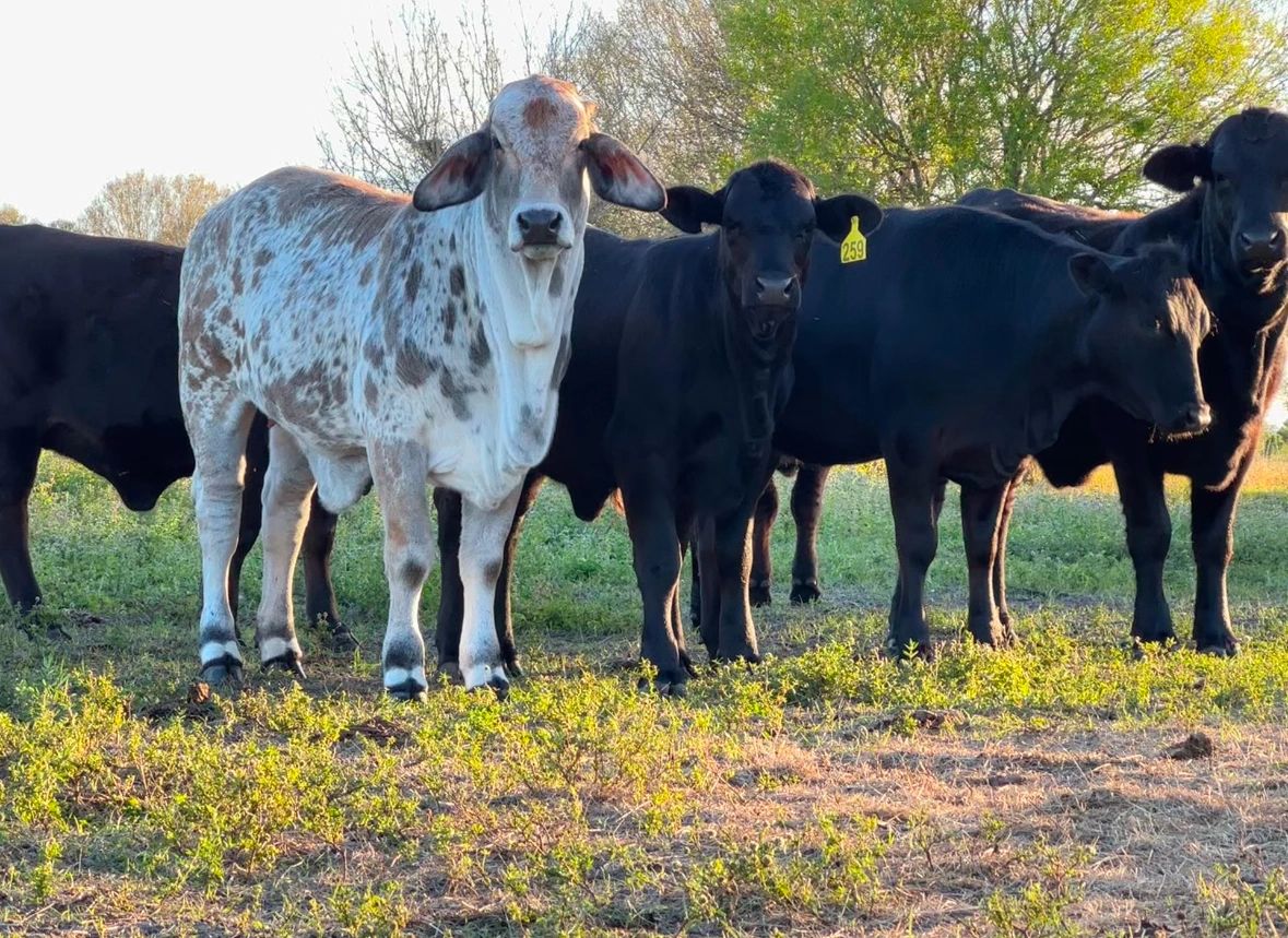 Ryca Ranch Wyco Ranch