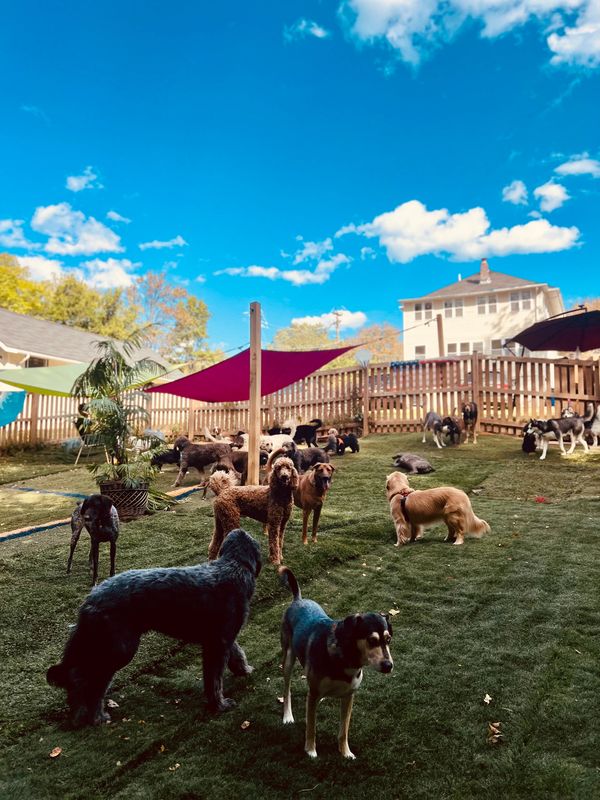 Pups enjoying beautiful weather in our outdoor yard! exercise and play time with friends 