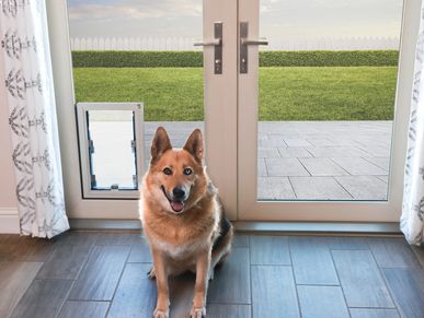 Happy dog sitting inside near a glass door with a pet door.