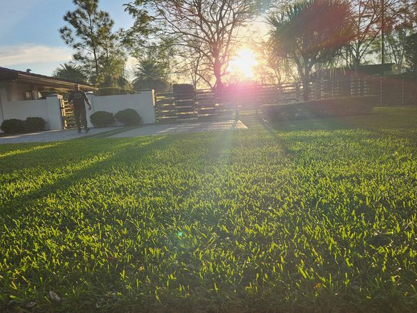 Sunset on green lawn