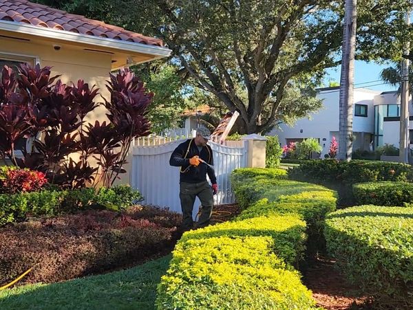 Man spraying small hedge