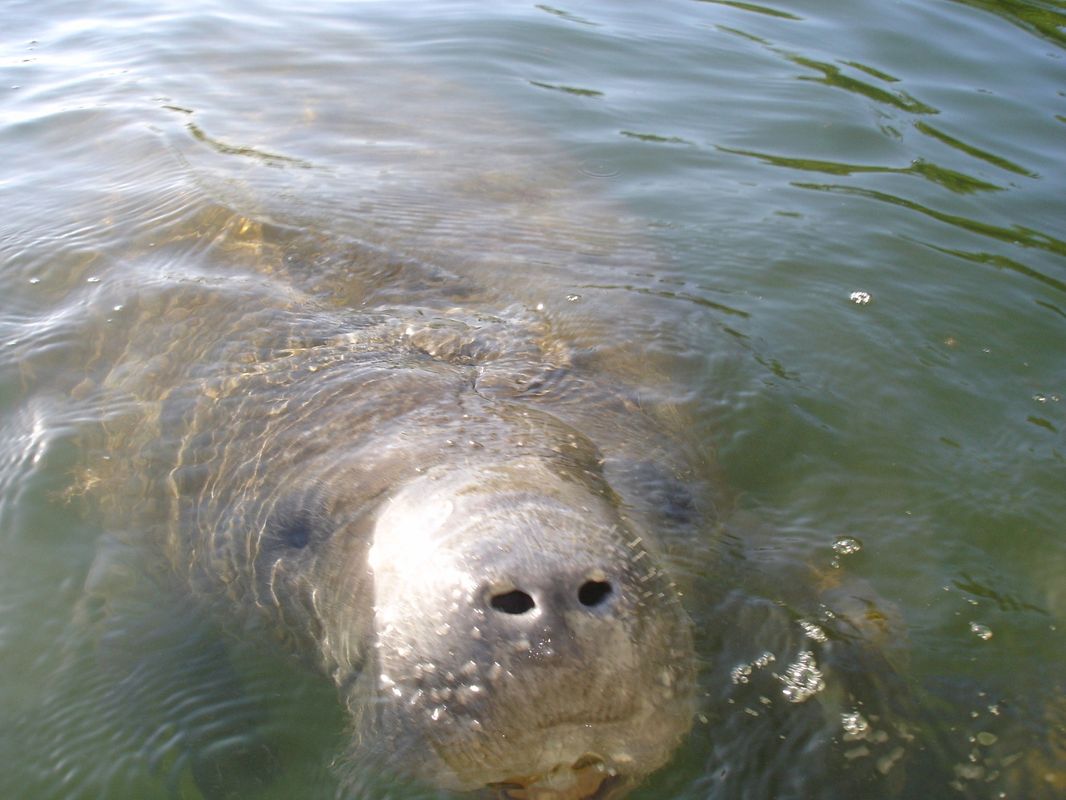 Boat Charters Tours Venice Fl Easy Cruisin Nokomis Florida Easy Cruisin