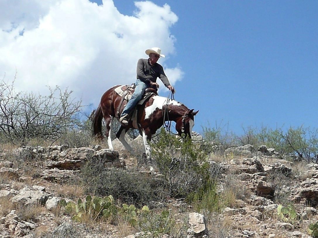 Standing At Stud | Chambers Performance Horses