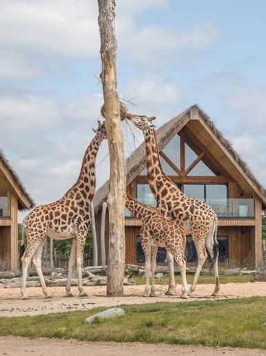 Three giraffes near wooden houses.